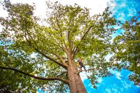 Best Soil Testing and Treatment  in Deforest, WI